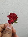 Male hand holding or giving a red rose on white background Royalty Free Stock Photo