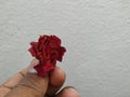 Male hand holding or giving a red rose on white background Royalty Free Stock Photo