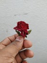 Male hand holding or giving a red rose on white background Royalty Free Stock Photo