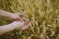 Male hand holding a golden wheat ear in the wheat field. A man`s hand gently touches the wheat Royalty Free Stock Photo