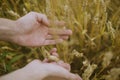 Male hand holding a golden wheat ear in the wheat field. A man`s hand gently touches the wheat Royalty Free Stock Photo