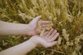 Male hand holding a golden wheat ear in the wheat field. A man`s hand gently touches the wheat Royalty Free Stock Photo