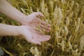 Male hand holding a golden wheat ear in the wheat field. A man`s hand gently touches the wheat Royalty Free Stock Photo