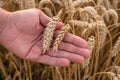 Male hand holding golden wheat ready to be harvested during summer or early fall Royalty Free Stock Photo