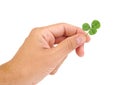 Male hand holding green clover leaf, isolated on a Royalty Free Stock Photo
