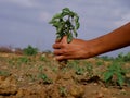 male hand holding green plant at agriculture soil