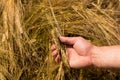 Male hand holding growing rye in a field