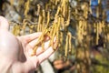 Male hand holding hazelnut catkins