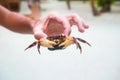 Male hand holding large live crab at white beach