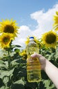 Vertical shot of bottle of sunflower oil, male hand. Blue sky ad sunflower field