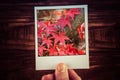 Male hand holding polaroid photograph of red Maple tree leaves i