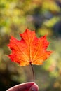 Male hand holding a red maple autumn leaf in hand. Backlit by setting Sun, shallow depth of field Royalty Free Stock Photo