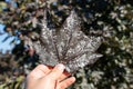 Male hand holding red maple leaf diseased of powdery mildew, fungal disease of maple trees. Pathogenic fungi, phytopathology,