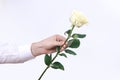 Male hand holding a single white rose isolated on white background Royalty Free Stock Photo