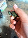 Male hand holding a small Brazilian water turtle Royalty Free Stock Photo