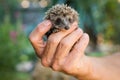 Male hand holding a small hedgehog Royalty Free Stock Photo