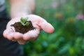 Male hand holding small succulent plant growing from soil on green blurred background. Concept of sustainability, growth and Royalty Free Stock Photo