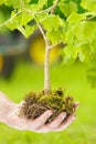 Male Hand Holding Small Tree with roots Royalty Free Stock Photo