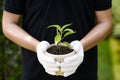 Male hand holding tree, Forest conservation concept