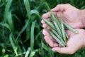 Male hand holding a wheat ear in the wheat field. Farmer with wheat in hands. Plant, nature, rye. Stem with seed for cereal bread. Royalty Free Stock Photo