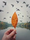 Male hand holding a yellow leaf against the cloudy sky with a flock of flying migratory birds. Autumn mood concept, lifestyle Royalty Free Stock Photo