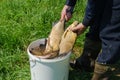 Male hand holds big bream of bucket full of fish