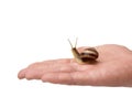 Male hand holds a brown snail on a white isolated background Royalty Free Stock Photo