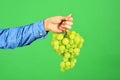 Male hand holds bunch of green grapes isolated on green