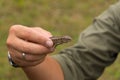 Male hand  holds a lizard Royalty Free Stock Photo