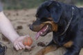 Male hand holds out a dog toy Rottweiler breed ball Royalty Free Stock Photo