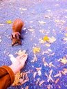 Male hand holds out food to a forest squirrel. Autumn composition.