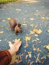 Male hand holds out food to a forest squirrel. Autumn composition. First-person view
