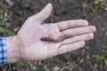 Male hand holds in the palm of the earthworm. Lumbricidae Royalty Free Stock Photo