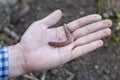 Male hand holds in the palm of the earthworm. Lumbricidae Royalty Free Stock Photo