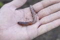 Male hand holds in the palm of the earthworm. Lumbricidae Royalty Free Stock Photo