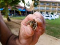 The male hand holds a small hermit crab