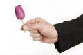 Male hand with little tulip Royalty Free Stock Photo