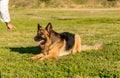 Male hand ordering his German shepherd dog to lay down Royalty Free Stock Photo