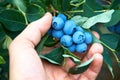 Male hand is picking fresh organic blueberries from the bush. Royalty Free Stock Photo