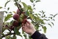 Male hand picking macintosh apple from the tree