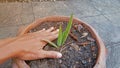 Male hand Plant a small Aloe vera