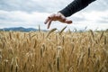 Male hand in a protective gesture over a golden ripening wheat field Royalty Free Stock Photo