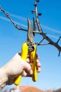 Male hand pruning fruit before start of spring Royalty Free Stock Photo