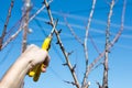Male hand pruning fruit before start of spring Royalty Free Stock Photo