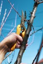 Male hand pruning fruit before start of spring