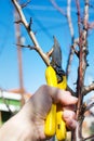 Male hand pruning fruit before start of spring Royalty Free Stock Photo