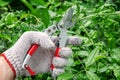 Male Hand Pruning the Tree with Pruning Shears. Garden or Landscaping Maintenance Royalty Free Stock Photo