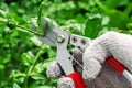 Male Hand Pruning the Tree with Pruning Shears. Living Branch Cu Royalty Free Stock Photo