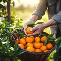 Male hand putting oranges into basket. Farmer picking fruits. Organic products, farm, plantation for cultivation