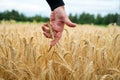 Male hand reaching down to gently touch and stroke a ripening golden ear of wheat Royalty Free Stock Photo